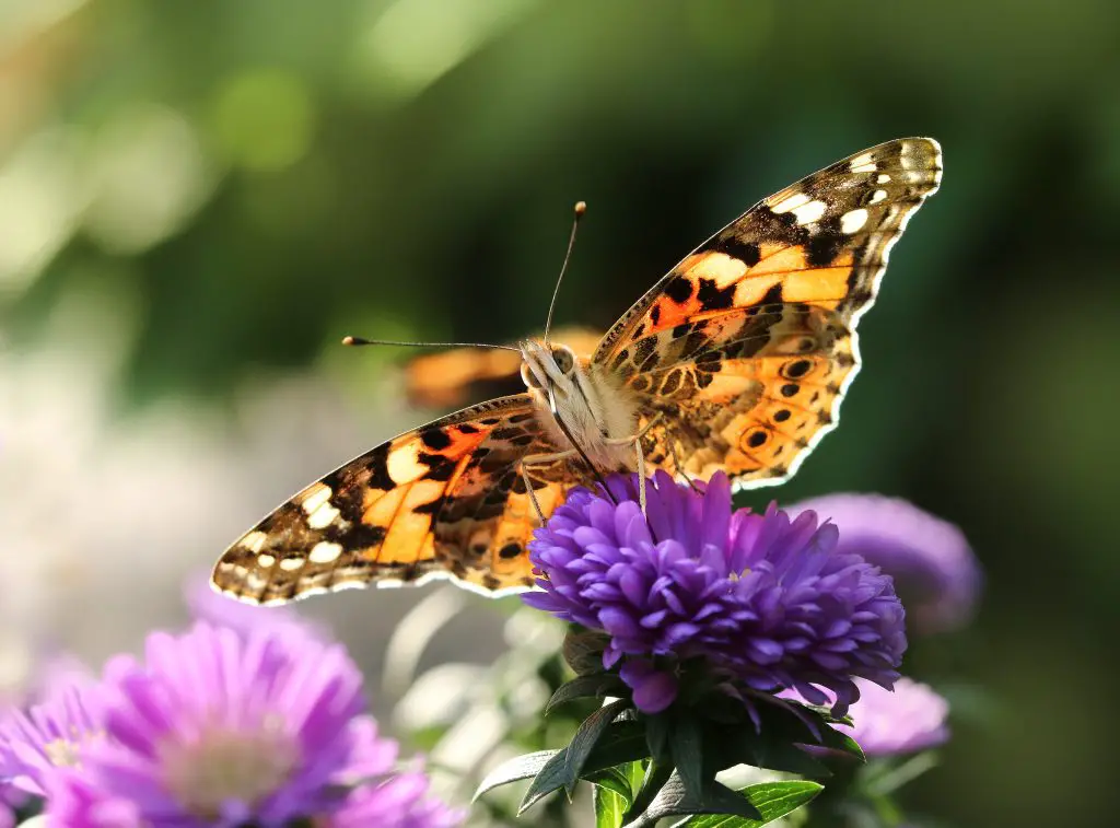 Butterfly Miscarriage Quotes